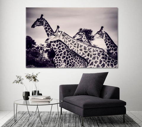 Giraffes in Black And White Fine Art Wall Art Canvas Printing Decor-1Panel