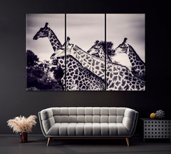 Giraffes in Black And White Fine Art Wall Art Decor Canvas Printing-3Panels